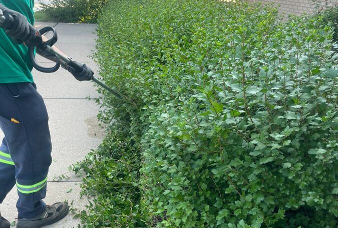 Hedge trimming2
